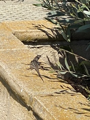 Sceloporus occidentalis