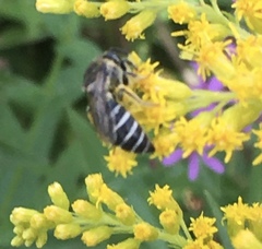 Colletes simulans armatus