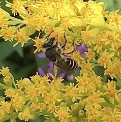Colletes simulans armatus