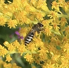 Colletes simulans armatus