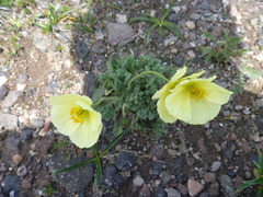 Papaver radicatum pseudoradicatum