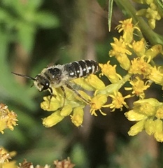 Colletes