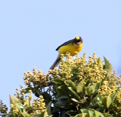 Myioborus flavivertex