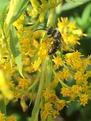 Colletes