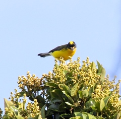 Myioborus flavivertex