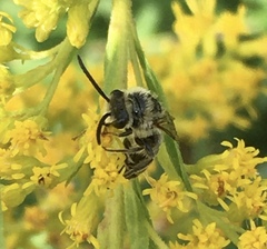 Colletes