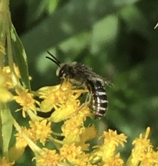 Colletes