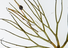 Ceratophyllum echinatum