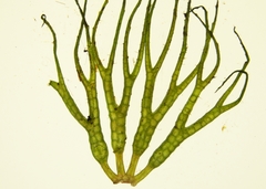 Ceratophyllum echinatum