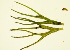 Ceratophyllum echinatum