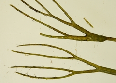 Ceratophyllum echinatum