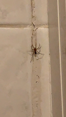 Steatoda grossa
