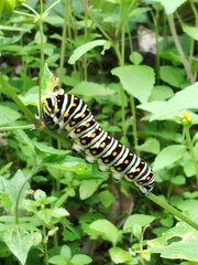 Papilio polyxenes stabilis