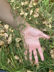 Artemisia campestris