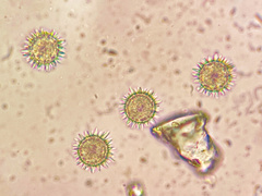 Ramsbottomia crechqueraultii