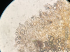 Ramsbottomia crechqueraultii