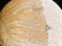 Ramsbottomia crechqueraultii