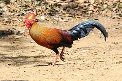 Gallus lafayettii