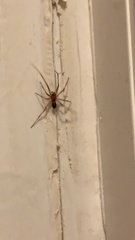 Steatoda grossa