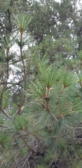 Pinus stylesii