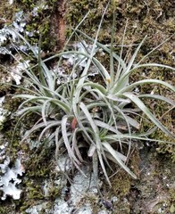 Tillandsia utriculata