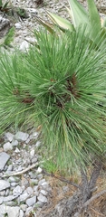 Pinus stylesii
