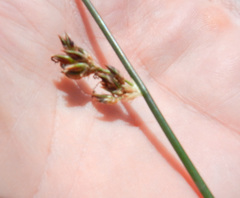 Juncus breweri