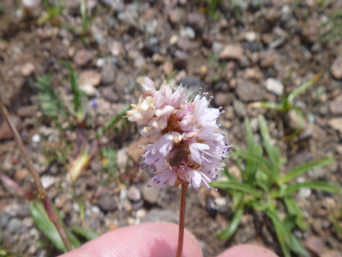 Hairy bistort (Bistorta ochotensis)
