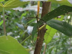 Tipula concava