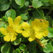 Creeping Jenny - Photo (c) Andreas Rockstein, some rights reserved (CC BY-SA)