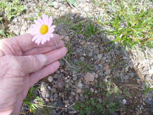 Image of Chrysanthemum oreastrum by (c) Bruce Calvert, some rights reserved (CC BY)