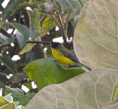 Myioborus flavivertex