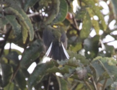 Myioborus flavivertex