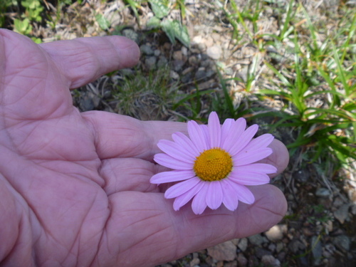 Chrysanthemum oreastrum, photograph 3