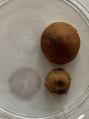 Hypholoma tuberosum