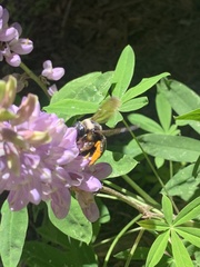 Xylocopa californica californica