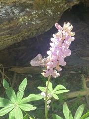 Xylocopa californica californica