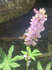 Xylocopa californica californica