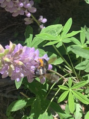 Xylocopa californica californica
