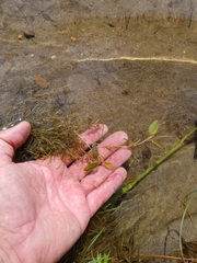 Potamogeton spirillus