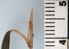 Potamogeton spirillus