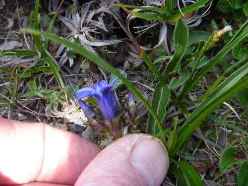 Image of Gentiana jamesii by (c) Bruce Calvert, some rights reserved (CC BY)