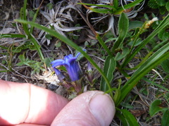 Gentiana jamesii