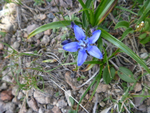 White-flower Biro gentian (Gentiana jamesii)