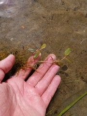 Potamogeton spirillus