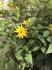 Helianthus tuberosus