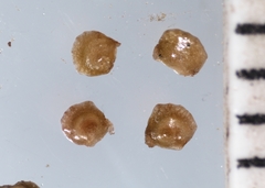 Potamogeton spirillus