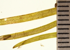Potamogeton spirillus