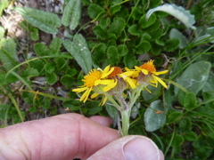 Tephroseris kirilowii