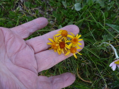 Tephroseris kirilowii